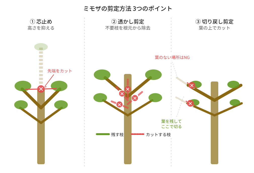 ミモザの剪定方法