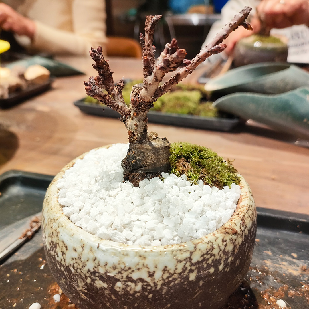 盆栽は、作るより育てるほうが難しい