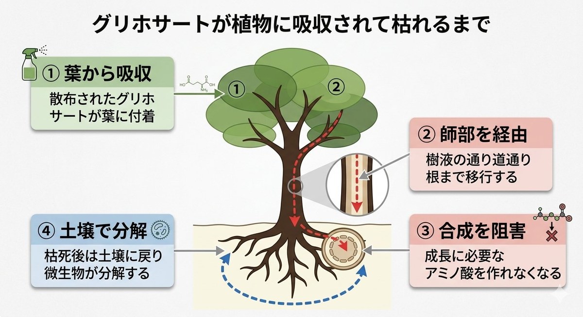 除草剤処理と切り株のイメージ