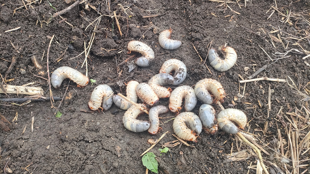 堆肥の中から発見したカブトムシの幼虫
