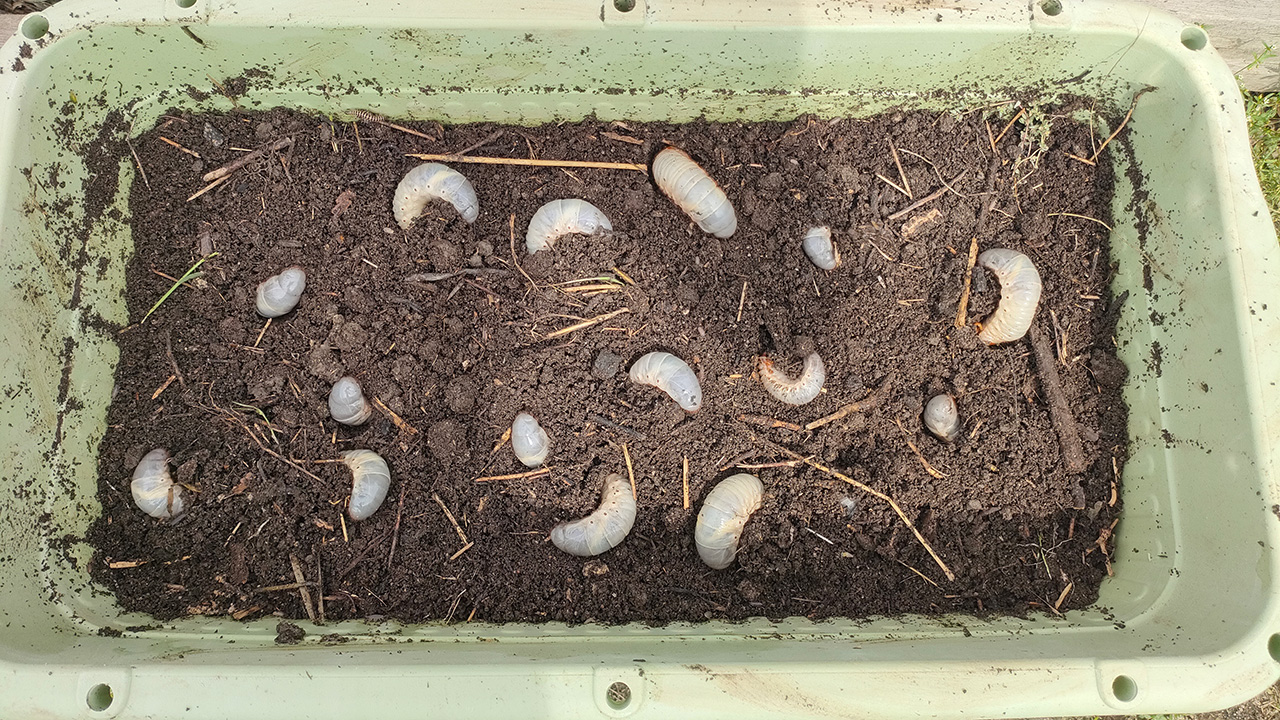 カブトムシの幼虫を堆肥と一緒に保護した大型プランター