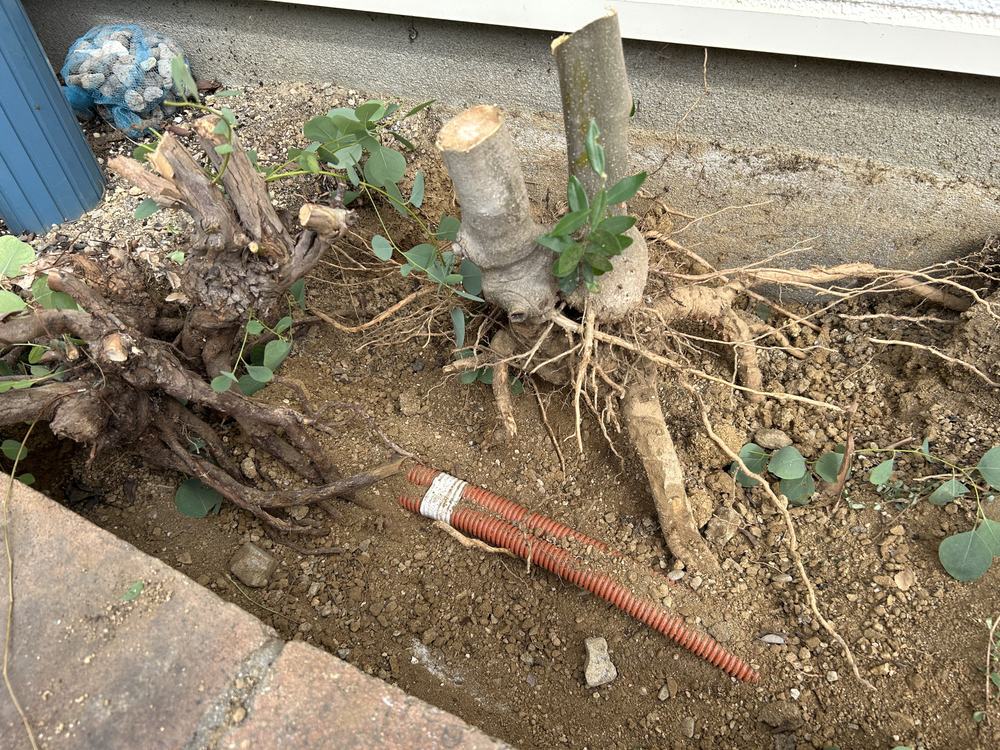 掘削中に根の近くから現れたオレンジ色の電線管