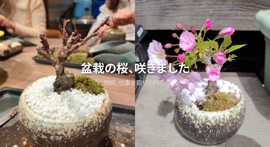 盆栽の桜が咲いた